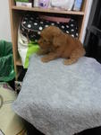 Red Tiny Toy Poodle Rm700 - Poodle Dog