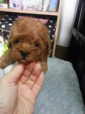 Super Red Tcup Poodle Rm950 - Poodle Dog