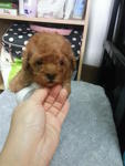 Super Red Tcup Poodle Rm950 - Poodle Dog