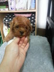 Super Red Tcup Poodle Rm950 - Poodle Dog