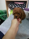 Super Red Tcup Poodle Rm950 - Poodle Dog