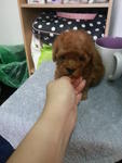 Super Red Tcup Poodle Rm950 - Poodle Dog