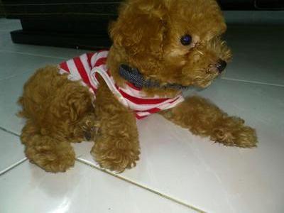 Toy Poodle Piky - Poodle Dog