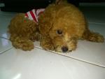 Toy Poodle Piky - Poodle Dog