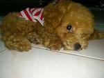 Toy Poodle Piky - Poodle Dog