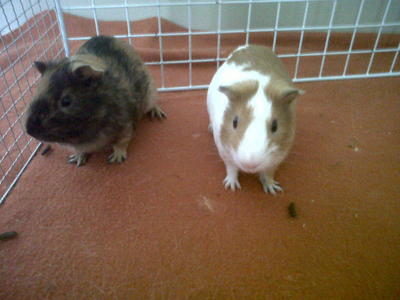 Kiki &amp; Momo - Guinea Pig Small & Furry