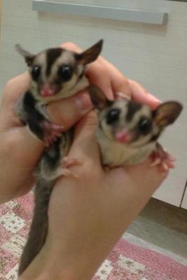 Male Sugar Gliders For Sale - Sugar Glider Small & Furry