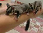 Male Sugar Gliders For Sale - Sugar Glider Small & Furry