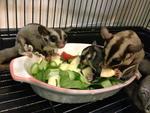 Eating with their mummy