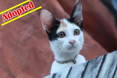 X (Adopted) Kus - Kitten No: 2 - Domestic Short Hair Cat