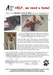 Shokun &amp; Miso - Mixed Breed Dog