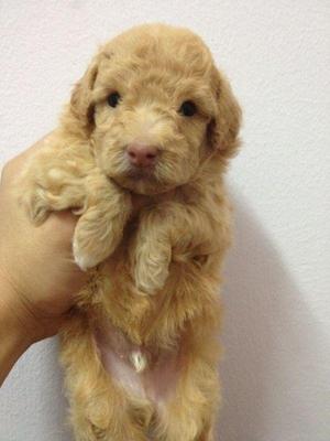 Chocolate - Poodle Dog