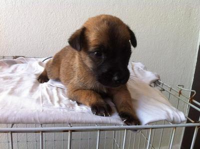 Fy-f-b3 - Mixed Breed Dog