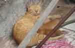 Devoted mom with her three beautiful kitties