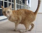 Orange Cats For Adoption - Domestic Short Hair Cat