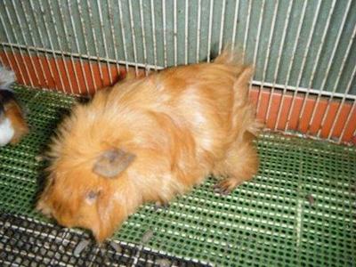 PF40950 - Guinea Pig Small & Furry