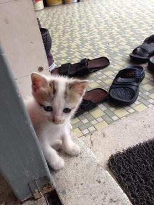 Stray Kitten - Domestic Short Hair Cat