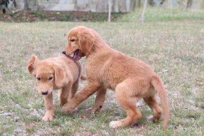 Goldie &amp; Friends - Golden Retriever Dog