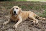 Goldie &amp; Friends - Golden Retriever Dog