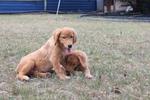 Goldie &amp; Friends - Golden Retriever Dog