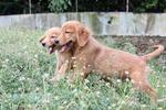 Goldie &amp; Friends - Golden Retriever Dog