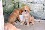 Goldie &amp; Friends - Golden Retriever Dog