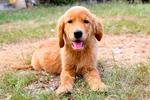 Goldie &amp; Friends - Golden Retriever Dog