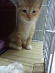 Cat 1 ( Yello ) - Domestic Short Hair Cat