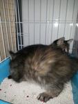 Cat 2 (Fluffy) - Domestic Long Hair Cat