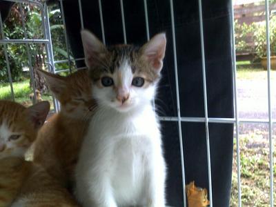 Cie Cie - Domestic Short Hair Cat