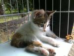 Cie Cie - Domestic Short Hair Cat