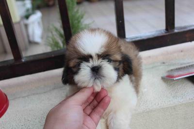 Mini Shih Tzu Puppy  - Shih Tzu Dog