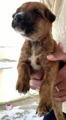 Husky - Mixed Breed Dog