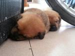 5 Cute Puppies For Adoption - Mixed Breed Dog