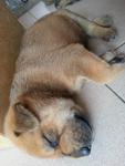 5 Cute Puppies For Adoption - Mixed Breed Dog