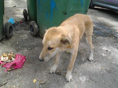  Female Cute Homeless Dogs - Mixed Breed Dog