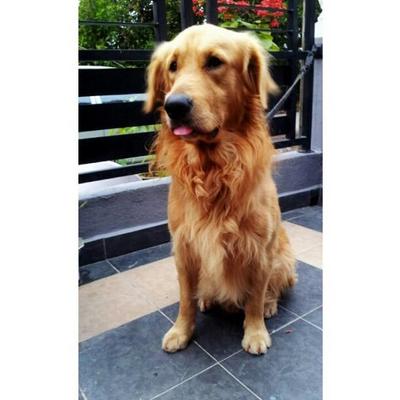 Winwin - Golden Retriever Dog