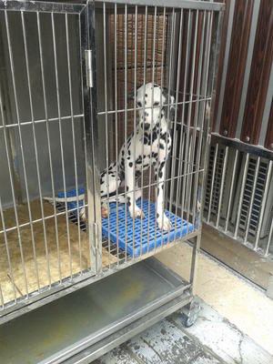 PF40997 - Dalmatian Dog