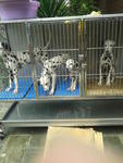 PF40997 - Dalmatian Dog