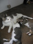 4 White Kitten With Grey Vest - Domestic Short Hair Cat