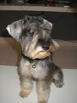 Heidi - Schnauzer Dog