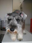 Heidi - Schnauzer Dog