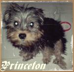 Princeton - Australian Terrier Dog