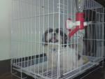 Wil - Shih Tzu Dog