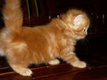 Mico - Domestic Long Hair Cat