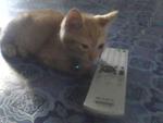 Orange also know how to use the remote!!