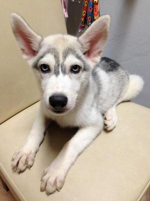 Blue Eyes Husky - Siberian Husky Dog
