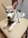 Blue Eyes Husky - Siberian Husky Dog