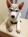 Blue Eyes Husky - Siberian Husky Dog