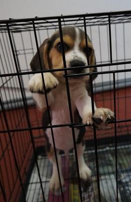 Beagle Tricolor Male With Cert - Beagle Dog